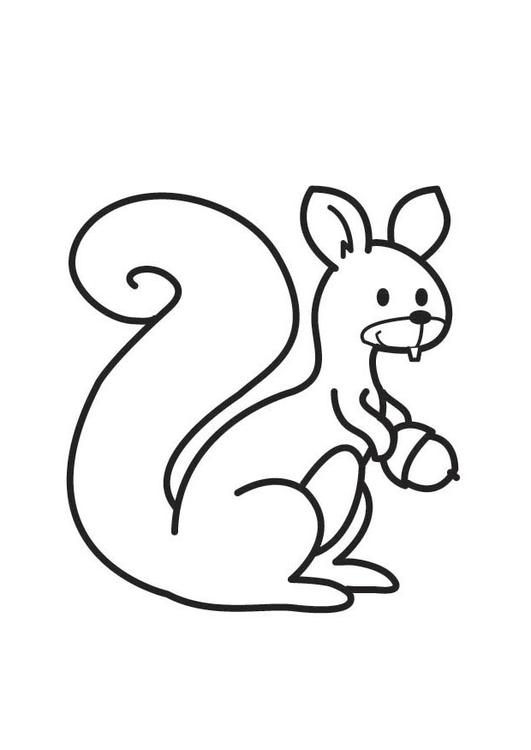 Malvorlage: Eichhörnchen (Tiere) #6164 - Kostenlose Malvorlagen zum Ausdrucken