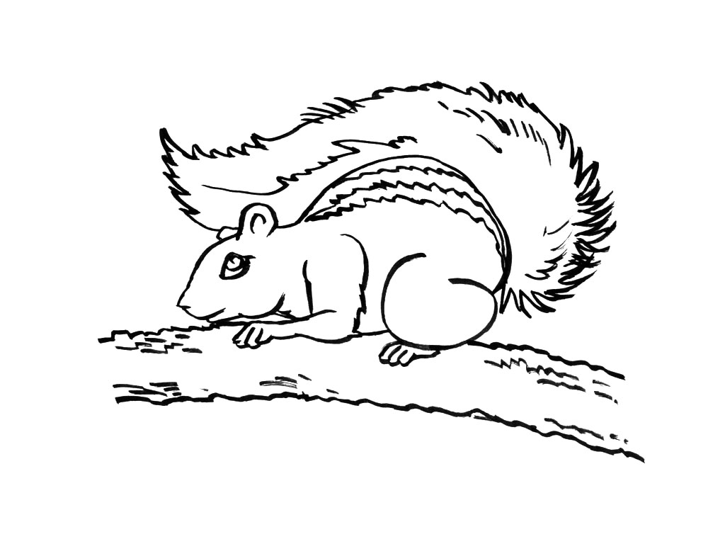 Malvorlage: Eichhörnchen (Tiere) #6173 - Kostenlose Malvorlagen zum Ausdrucken