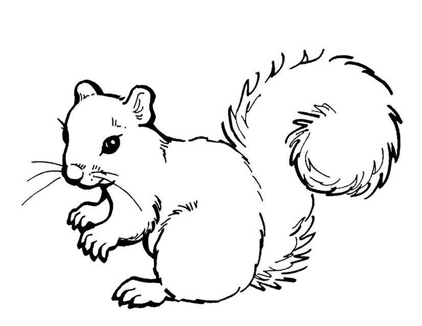 Malvorlage: Eichhörnchen (Tiere) #6182 - Kostenlose Malvorlagen zum Ausdrucken
