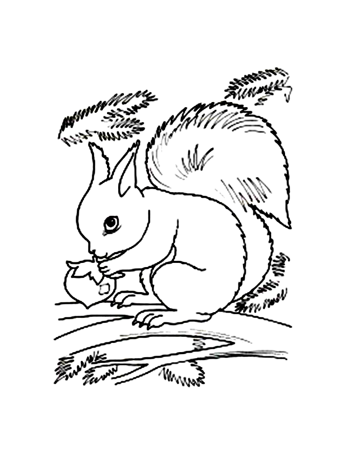 Malvorlage: Eichhörnchen (Tiere) #6187 - Kostenlose Malvorlagen zum Ausdrucken