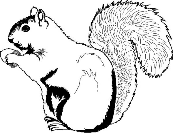 Malvorlage: Eichhörnchen (Tiere) #6245 - Kostenlose Malvorlagen zum Ausdrucken
