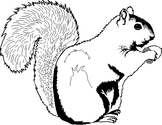Malvorlage: Eichhörnchen (Tiere) #6274 - Kostenlose Malvorlagen zum Ausdrucken
