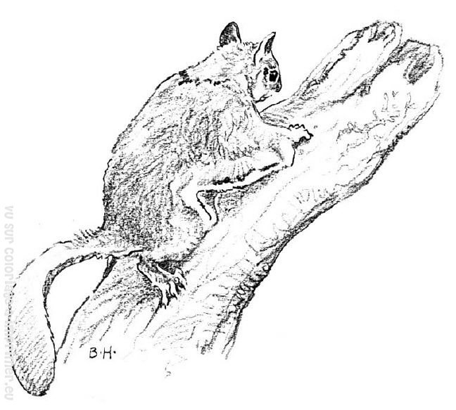 Malvorlage: Eichhörnchen (Tiere) #6286 - Kostenlose Malvorlagen zum Ausdrucken