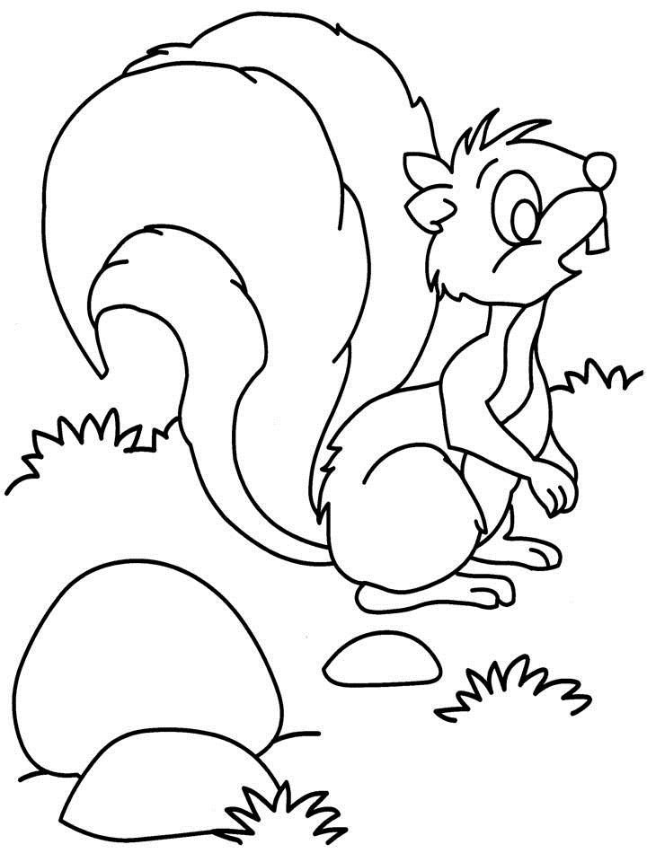 Malvorlage: Eichhörnchen (Tiere) #6294 - Kostenlose Malvorlagen zum Ausdrucken