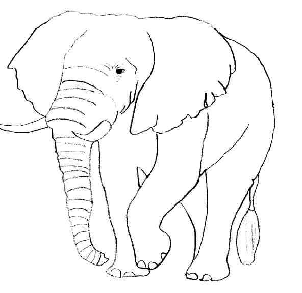 Malvorlage: Elefant (Tiere) #6316 - Kostenlose Malvorlagen zum Ausdrucken