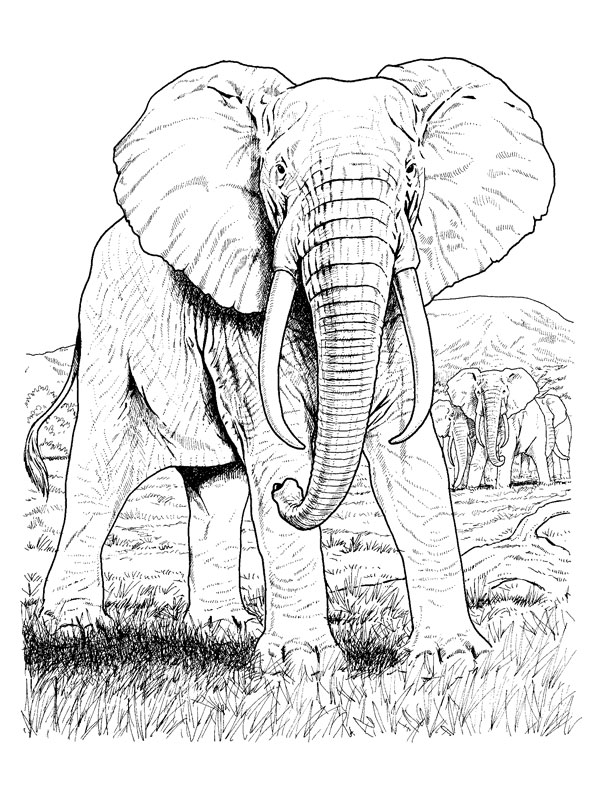 Malvorlage: Elefant (Tiere) #6395 - Kostenlose Malvorlagen zum Ausdrucken