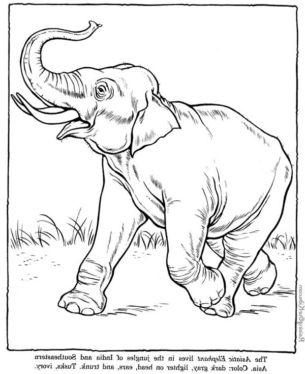 Malvorlage: Elefant (Tiere) #6442 - Kostenlose Malvorlagen zum Ausdrucken