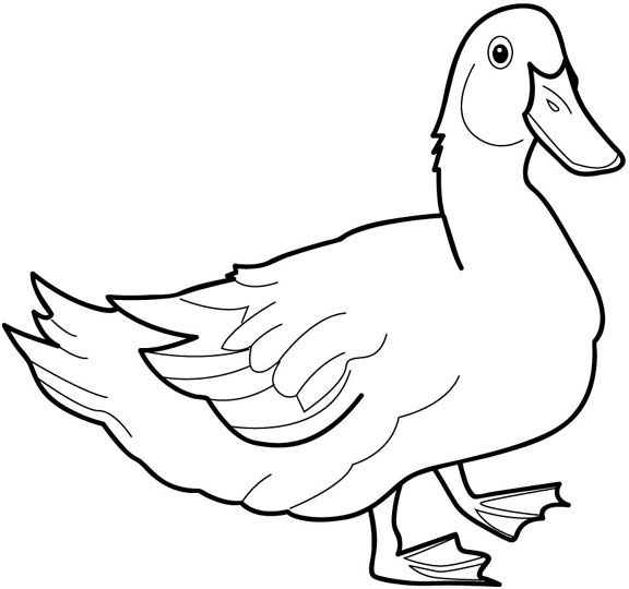 Malvorlage: Ente (Tiere) #1452 - Kostenlose Malvorlagen zum Ausdrucken