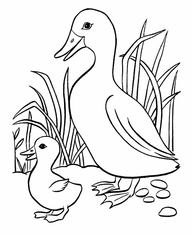 Malvorlage: Ente (Tiere) #1471 - Kostenlose Malvorlagen zum Ausdrucken