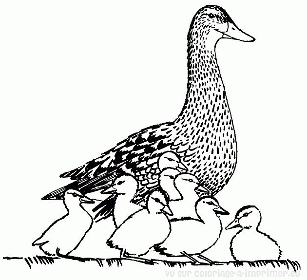 Malvorlage: Ente (Tiere) #1489 - Kostenlose Malvorlagen zum Ausdrucken