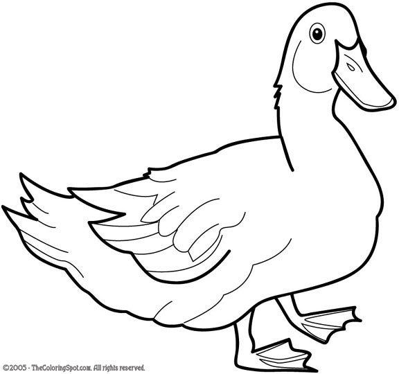 Malvorlage: Ente (Tiere) #1490 - Kostenlose Malvorlagen zum Ausdrucken