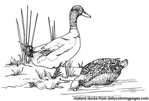 Malvorlage: Ente (Tiere) #1491 - Kostenlose Malvorlagen zum Ausdrucken