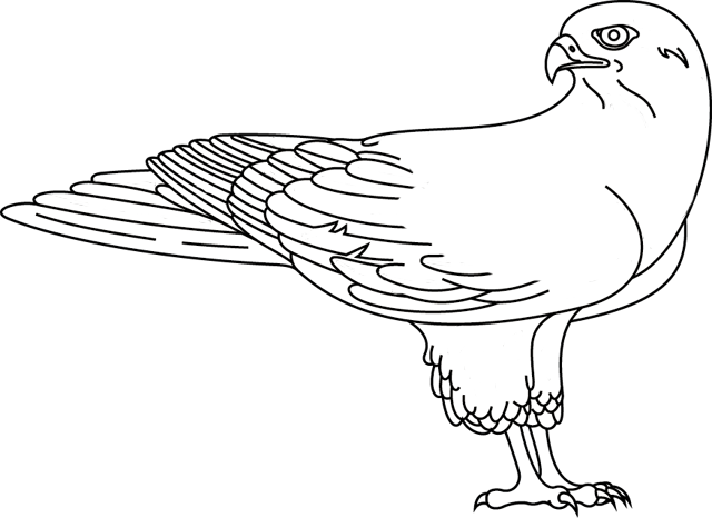 Malvorlage: Falke (Tiere) #6818 - Kostenlose Malvorlagen zum Ausdrucken