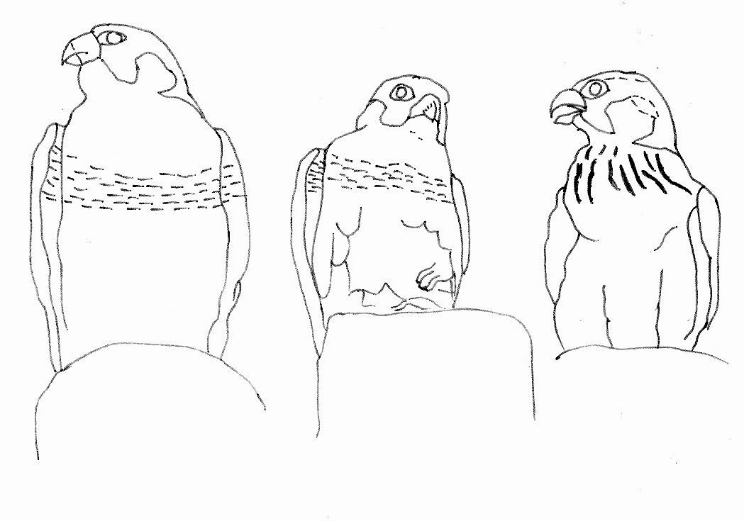 Malvorlage: Falke (Tiere) #6852 - Kostenlose Malvorlagen zum Ausdrucken