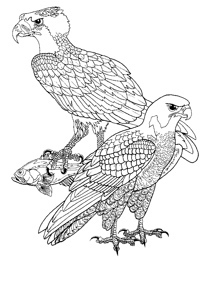 Malvorlage: Falke (Tiere) #6867 - Kostenlose Malvorlagen zum Ausdrucken