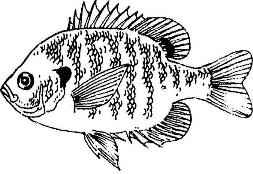 Malvorlage: Fisch (Tiere) #17148 - Kostenlose Malvorlagen zum Ausdrucken