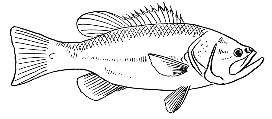Malvorlage: Fisch (Tiere) #17170 - Kostenlose Malvorlagen zum Ausdrucken