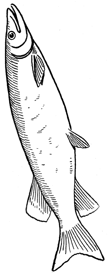 Malvorlage: Fisch (Tiere) #17194 - Kostenlose Malvorlagen zum Ausdrucken