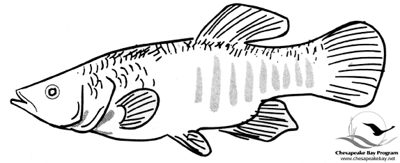 Malvorlage: Fisch (Tiere) #17220 - Kostenlose Malvorlagen zum Ausdrucken