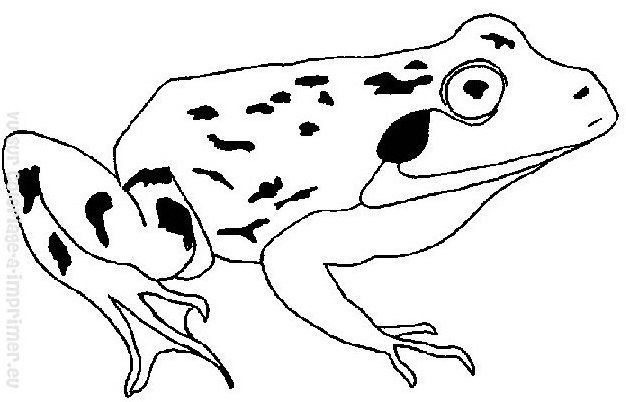 Malvorlage: Frosch (Tiere) #7733 - Kostenlose Malvorlagen zum Ausdrucken