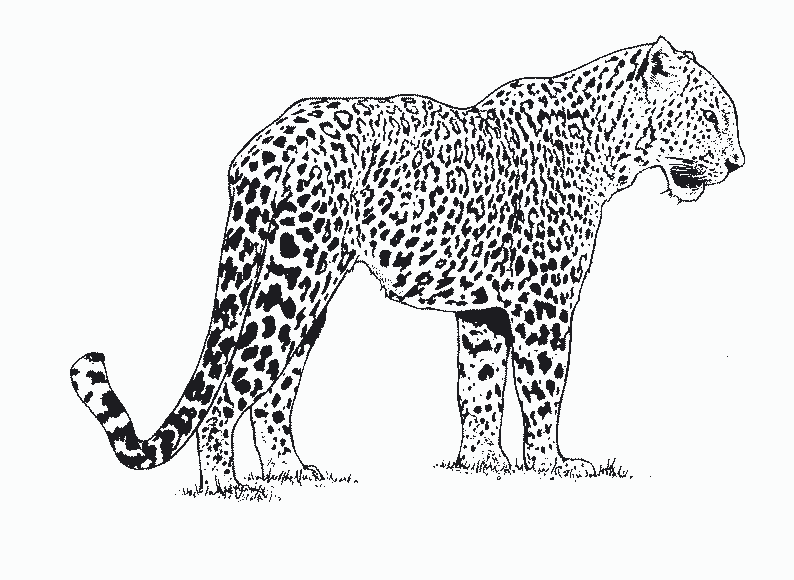 Malvorlage: Gepard (Tiere) #7868 - Kostenlose Malvorlagen zum Ausdrucken