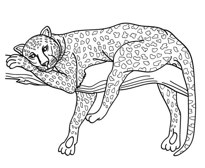 Malvorlage: Gepard (Tiere) #7873 - Kostenlose Malvorlagen zum Ausdrucken