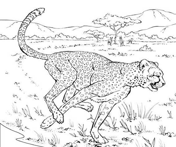 Malvorlage: Gepard (Tiere) #7880 - Kostenlose Malvorlagen zum Ausdrucken