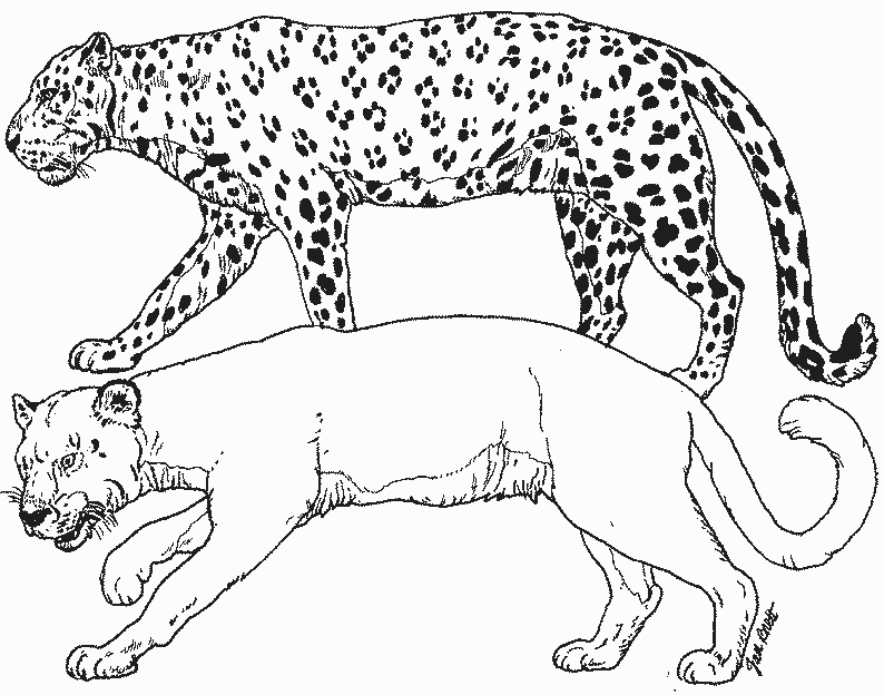 Malvorlage: Gepard (Tiere) #7884 - Kostenlose Malvorlagen zum Ausdrucken