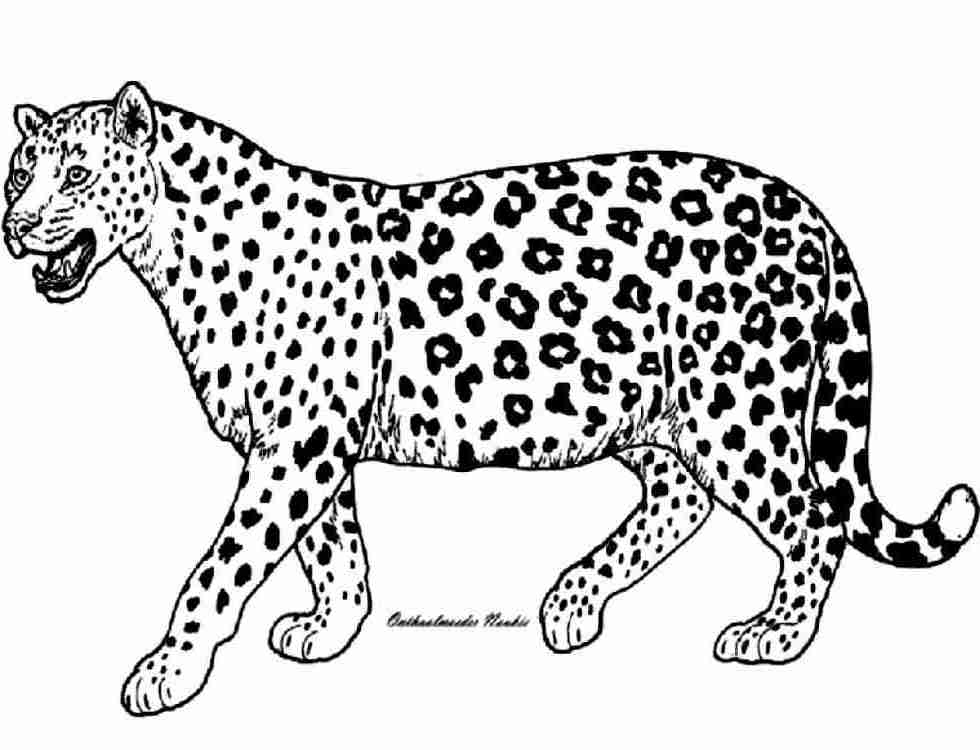 Malvorlage: Gepard (Tiere) #7900 - Kostenlose Malvorlagen zum Ausdrucken