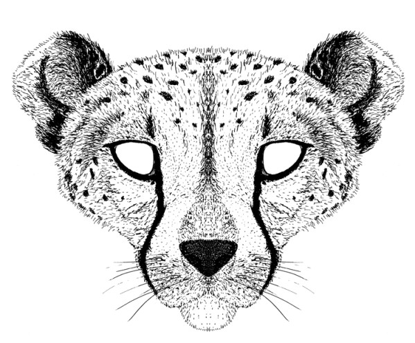 Malvorlage: Gepard (Tiere) #7922 - Kostenlose Malvorlagen zum Ausdrucken