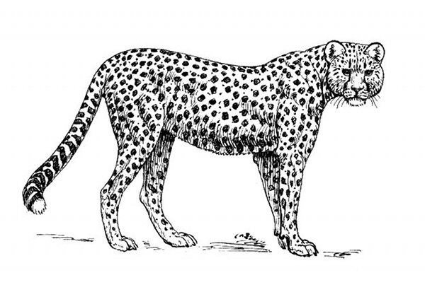 Malvorlage: Gepard (Tiere) #7966 - Kostenlose Malvorlagen zum Ausdrucken