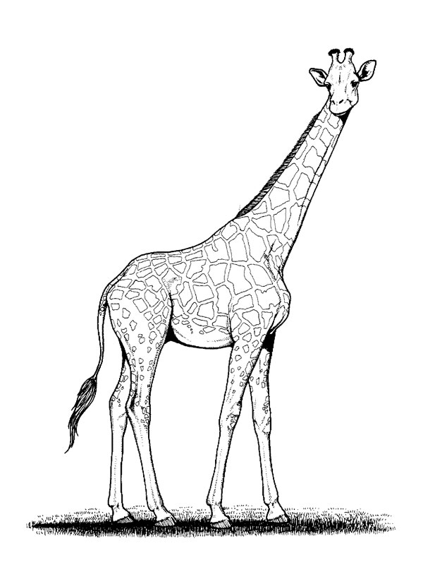 Malvorlage: Giraffe (Tiere) #7229 - Kostenlose Malvorlagen zum Ausdrucken