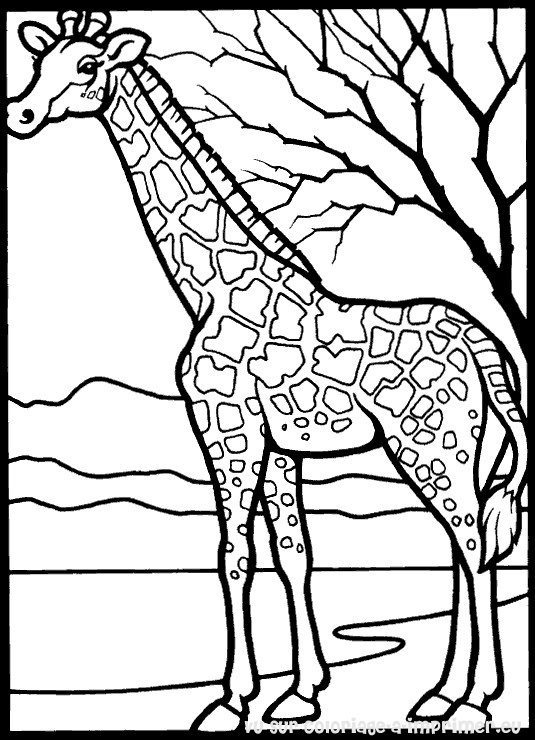 Malvorlage: Giraffe (Tiere) #7231 - Kostenlose Malvorlagen zum Ausdrucken