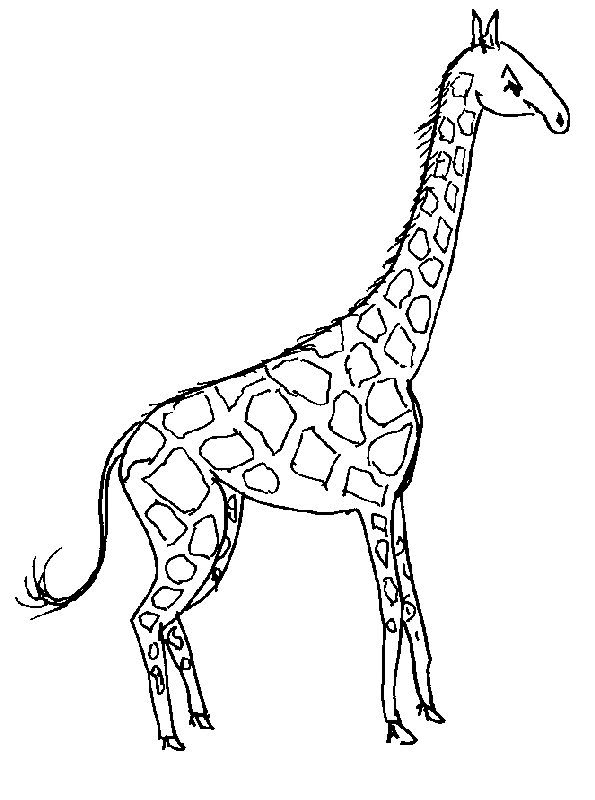 Malvorlage: Giraffe (Tiere) #7235 - Kostenlose Malvorlagen zum Ausdrucken
