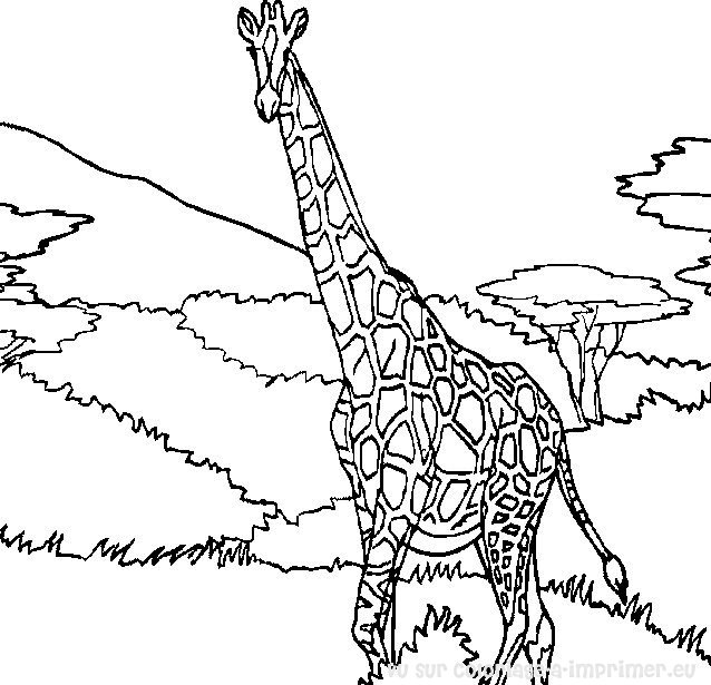 Malvorlage: Giraffe (Tiere) #7240 - Kostenlose Malvorlagen zum Ausdrucken