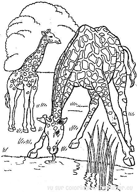Malvorlage: Giraffe (Tiere) #7245 - Kostenlose Malvorlagen zum Ausdrucken