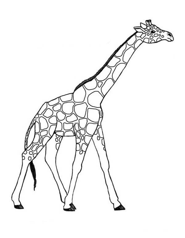Malvorlage: Giraffe (Tiere) #7260 - Kostenlose Malvorlagen zum Ausdrucken