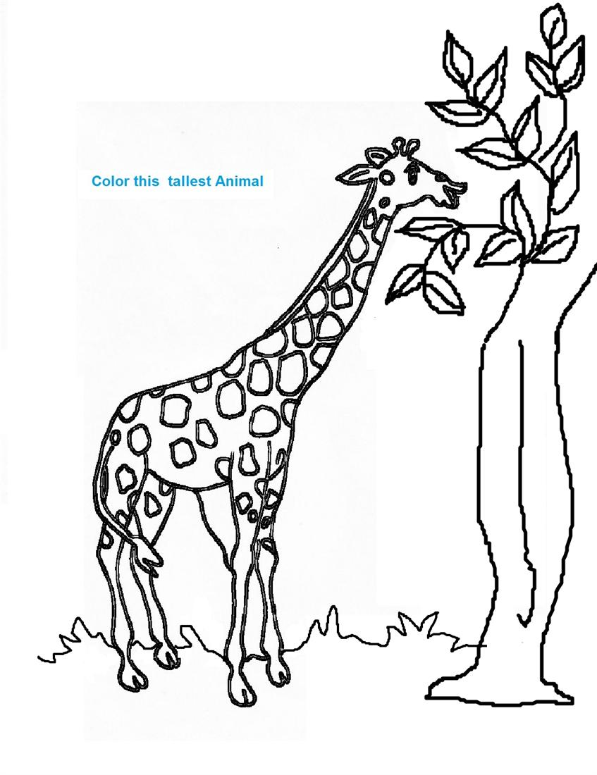 Malvorlage: Giraffe (Tiere) #7265 - Kostenlose Malvorlagen zum Ausdrucken