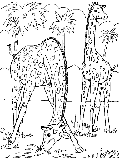 Malvorlage: Giraffe (Tiere) #7277 - Kostenlose Malvorlagen zum Ausdrucken