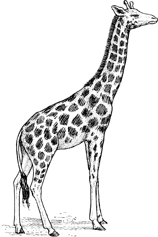 Malvorlage: Giraffe (Tiere) #7297 - Kostenlose Malvorlagen zum Ausdrucken