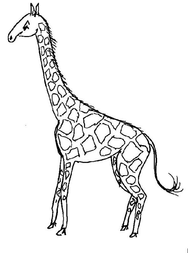 Malvorlage: Giraffe (Tiere) #7323 - Kostenlose Malvorlagen zum Ausdrucken