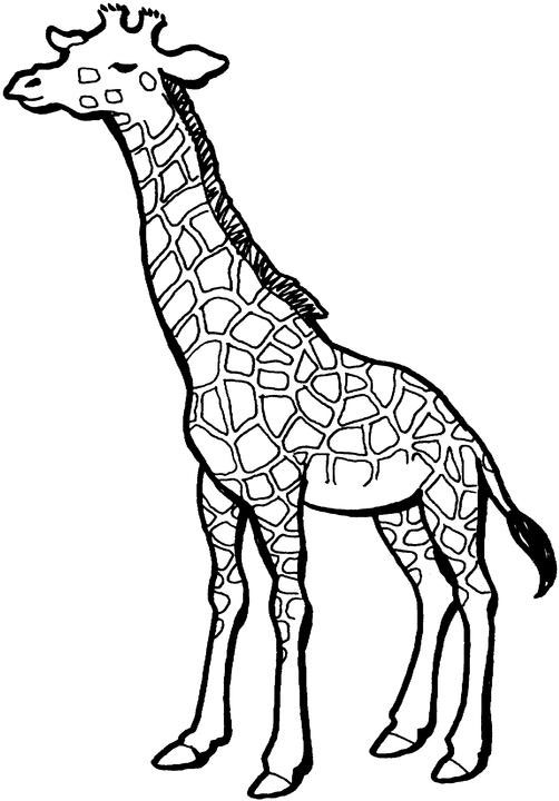 Malvorlage: Giraffe (Tiere) #7334 - Kostenlose Malvorlagen zum Ausdrucken