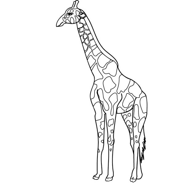 Malvorlage: Giraffe (Tiere) #7362 - Kostenlose Malvorlagen zum Ausdrucken