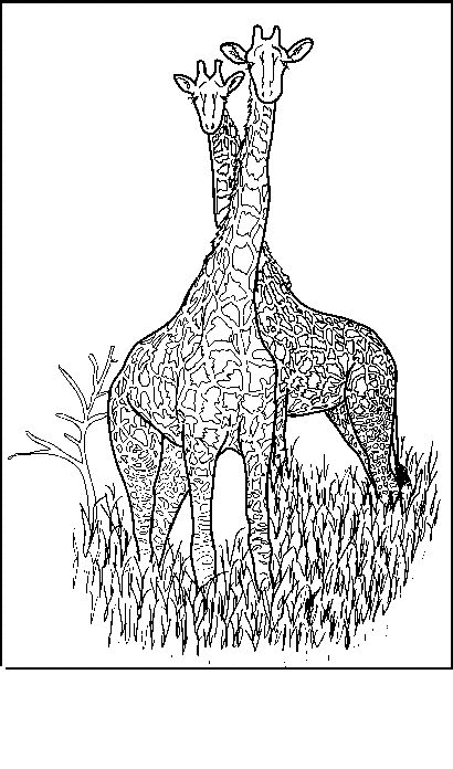 Malvorlage: Giraffe (Tiere) #7365 - Kostenlose Malvorlagen zum Ausdrucken