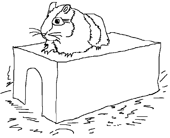 Malvorlage: Hamster (Tiere) #8066 - Kostenlose Malvorlagen zum Ausdrucken