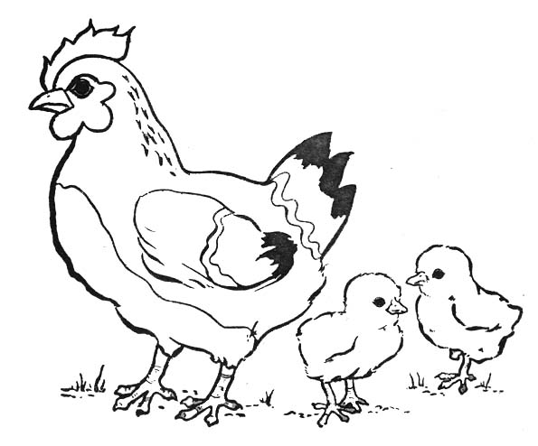 Malvorlage: Henne (Tiere) #17438 - Kostenlose Malvorlagen zum Ausdrucken