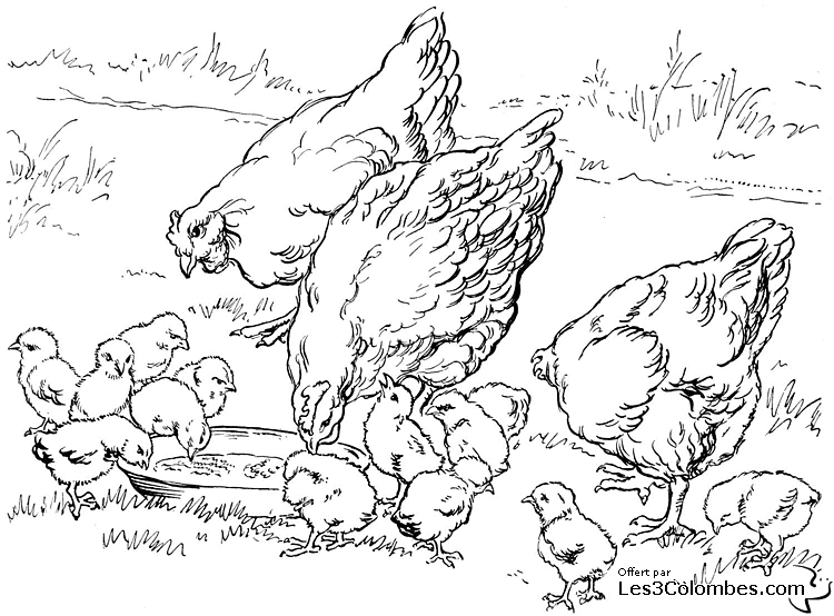 Malvorlage: Huhn (Tiere) #17265 - Kostenlose Malvorlagen zum Ausdrucken
