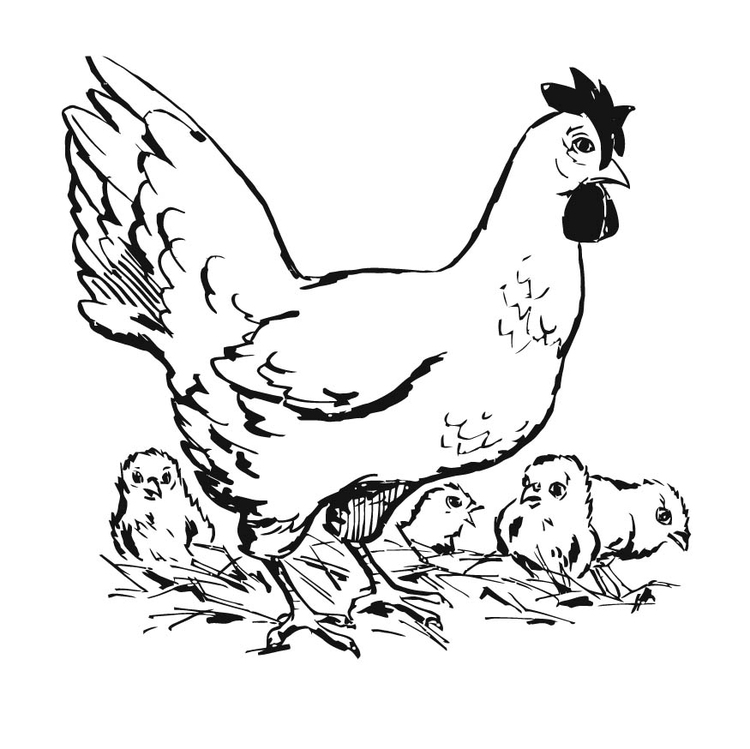 Malvorlage: Huhn (Tiere) #17328 - Kostenlose Malvorlagen zum Ausdrucken