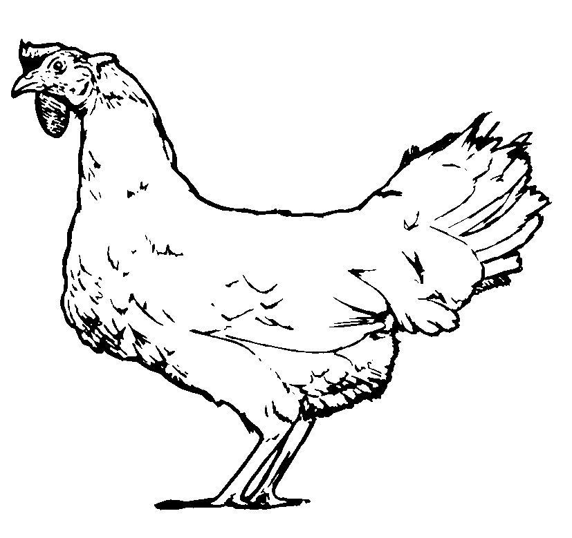 Malvorlage: Huhn (Tiere) #17371 - Kostenlose Malvorlagen zum Ausdrucken