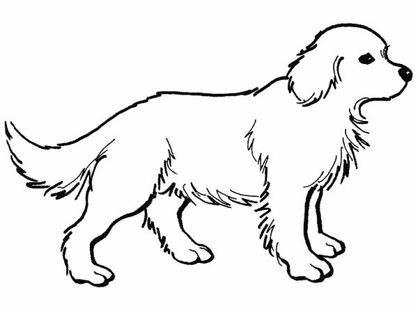 Malvorlage: Hund (Tiere) #3158 - Kostenlose Malvorlagen zum Ausdrucken